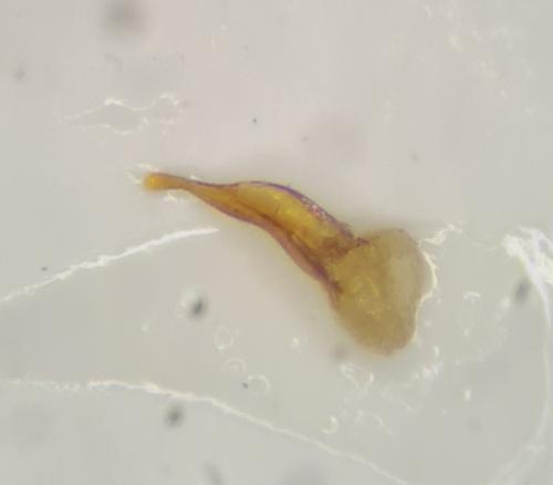 Cholovocera fleischeri